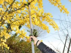 Coupe-branches De Taille Manuel Verdemax - Perche Fixe 150 Cm - Ø 25 Mm -Entretien Du Jardin coupe branches de taille manuel verdemax perche fixe 150 cm 25 mm tte de coupe inclinable 29766 2 1623248006 IMG 60c0cc86c02cc