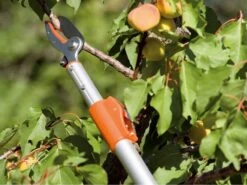 Coupe-branches De Taille Stocker Art. 510 Télescopique 180-300 Cm - à Enclume - Orientable -Entretien Du Jardin coupe branches de taille stocker art 510 tlescopique 180 300 cm enclume orientable scateur enclume sur perche tlescopique 180 300 cm stocker art 510 15433 0 1548237505 510 A 171209 1