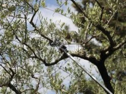 Coupe-branches Télescopique Professionnel Archman Helium MT.2 - Perche 170/270 Cm - Ø 35 Mm -Entretien Du Jardin coupe branches tlescopique professionnel archman helium mt 2 perche 170 270 cm 35 mm coupe branches sur perche archman 10126 0 1487755710 Helium 06