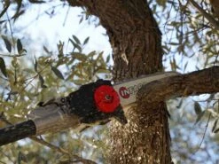 Perche élagueuse Fixe à Batterie De 183 Cm Infaco TR9 - Batterie à Dos Incluse -Entretien Du Jardin perche lagueuse fixe batterie de 183 cm infaco tr9 batterie dos incluse barre de 10 avec chane de 1 4 38114 15 1666363440 IMG 6352b03061e6a