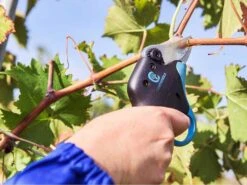 Sécateur électrique De Taille Easy S Campagnola - SANS BATTERIE -Entretien Du Jardin scateur lectrique de taille easy s campagnola sans batterie points forts 25391 2 1601556567 IMG 5f75d0579f5ab