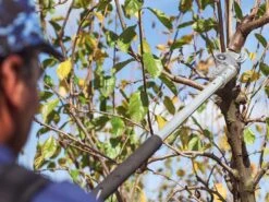 Sécateur électrique Easy 150 De Taille Campagnola - SANS BATTERIE -Entretien Du Jardin scateur lectrique easy 150 de taille campagnola sans batterie points forts 25398 1 1601555931 IMG 5f75cddb47651