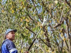 Sécateur électrique Easy 150 De Taille Campagnola - SANS BATTERIE