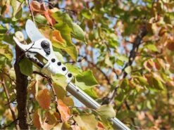 Sécateur électrique Easy 150 De Taille Campagnola - SANS BATTERIE -Entretien Du Jardin scateur lectrique easy 150 de taille campagnola sans batterie scateur lectrique campagnola easy 150 sans batterie 25398 2 1601555932 IMG 5f75cddc1f989